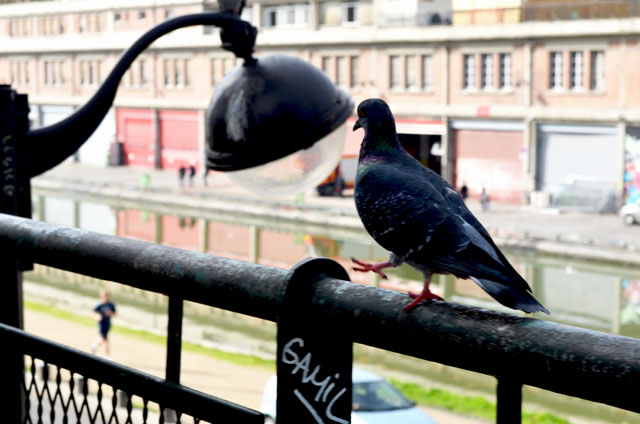 mercredie-blog-mode-canal-st-martin-pigeons