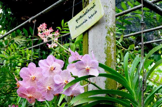 mercredie-blog-mode-voyage-thailande-chiang-mai-ferme-orchidees