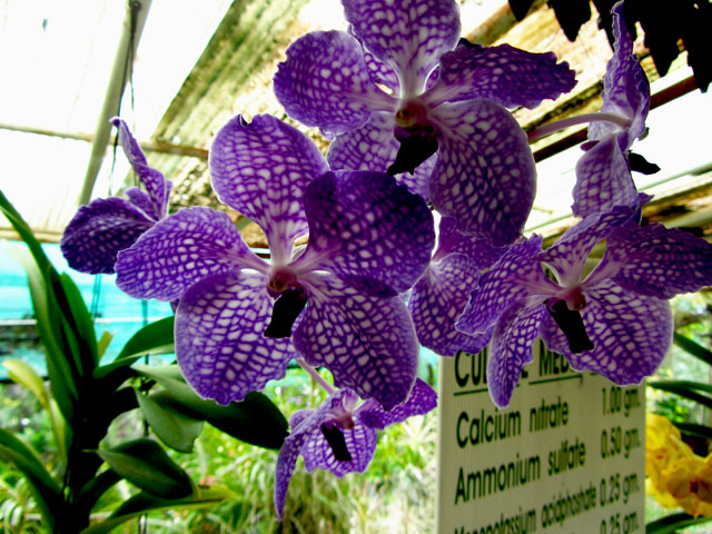 mercredie-blog-mode-voyage-thailande-ferme-aux-orchidees-chiang-mai