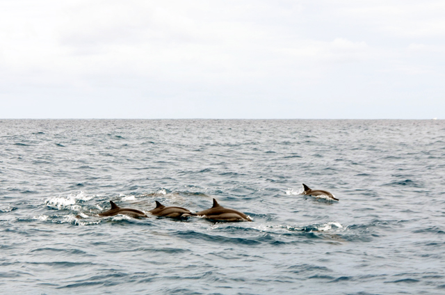 mercredie-blog-mode-voyage-ile-maurice-avis-trip-conseils-guide-dauphins-nager