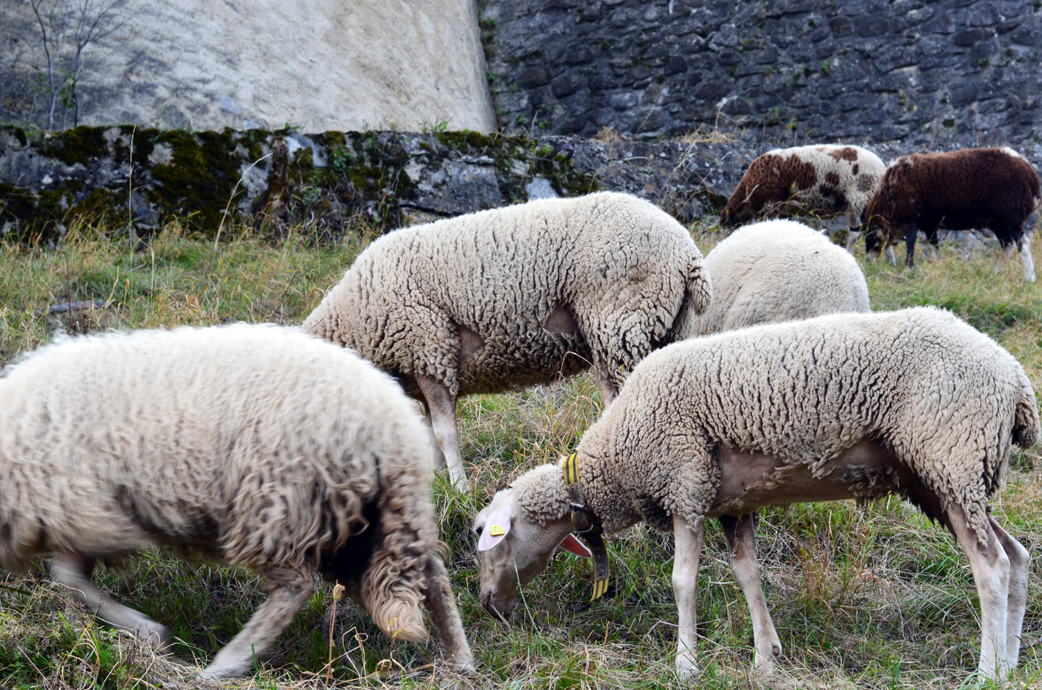 mercredie-blog-geneve-suisse-voyage-my-switzerland-grand-tour-roadtrip-europcar-accor-hotel-gruyeres-musee-hr-giger-chateau-visite-mouton